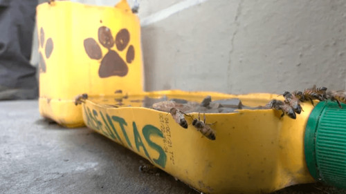 Bebederos de agua para abejas: una iniciativa crucial para su conservación