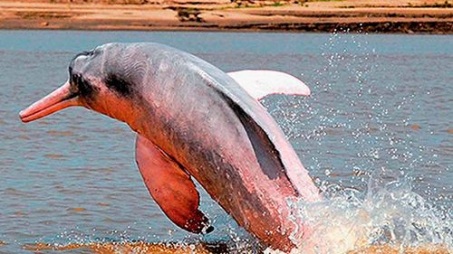 La crisis climática amenaza la vida de los delfines rosados del Amazonas colombiano