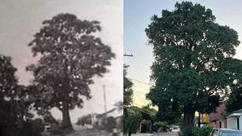  El Árbol Aguaí de Santa Cruz: Un testigo centenario de la ciudad