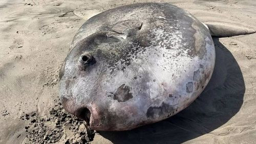 Hallazgo de un raro pez luna genera conmoción en una playa de oregón