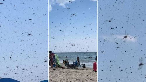 Inusual invasión de libélulas sorprende a playa en Rhode Island