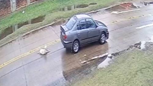 Lamentable atropello de un perrito en el 3er anillo externo conmueve a la comunidad