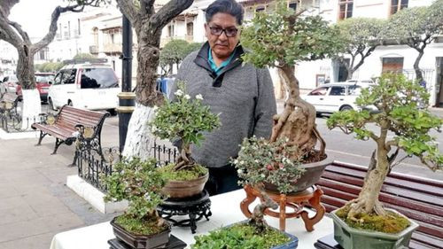 Cultores del bonsái se reúnen viernes y sábado