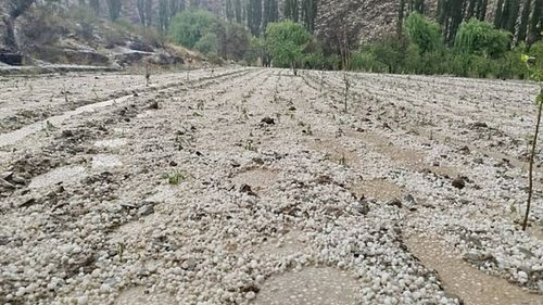 Más de mil familias afectadas por granizadas en Chuquisaca