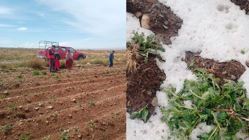 Granizada en Milluni afecta a 80 familias y 40 sembradíos