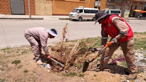 El Alto avanza en su reforestación con nuevas especies para un entorno más verde y saludable