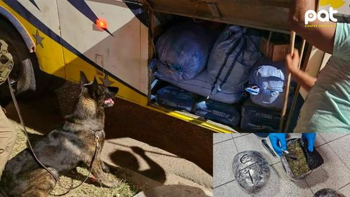Decomisan 21 kilos de marihuana en terminal bimodal de Santa Cruz