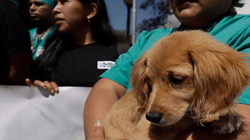Cochabamba lanza campaña gratuita de esterilización para perros y gatos
