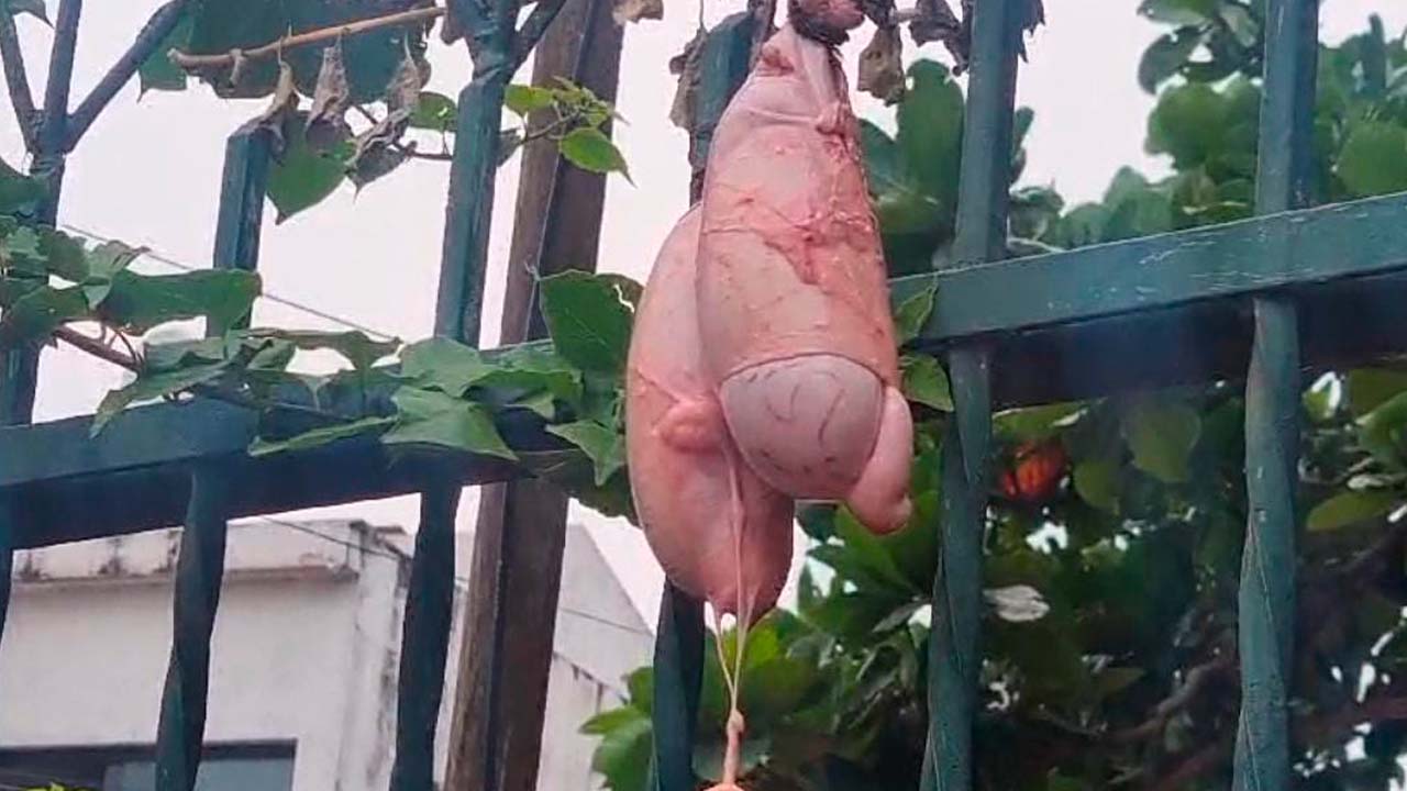 Testículos.jpg